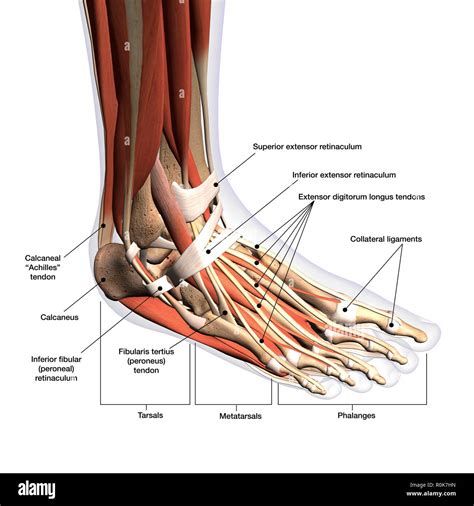 description for feet pictures|Foot Anatomy Detail Picture Image on MedicineNet.com